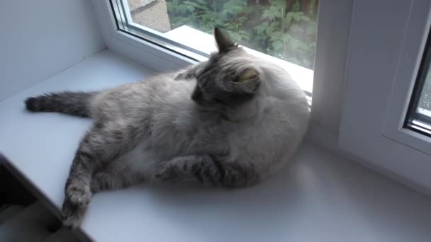 Gato lava en la ventana alféizar — Vídeos de Stock