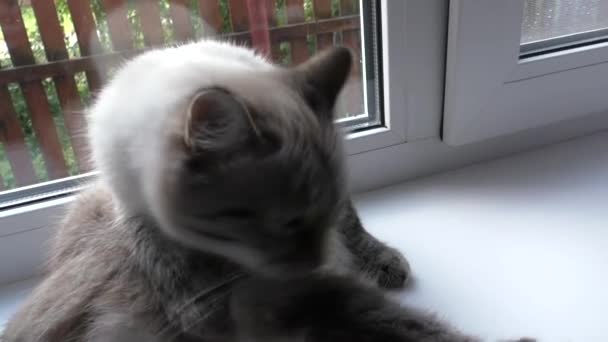 Кошка моет на подоконнике — стоковое видео
