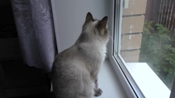 Gato senta-se no parapeito da janela e olha para fora da janela — Vídeo de Stock
