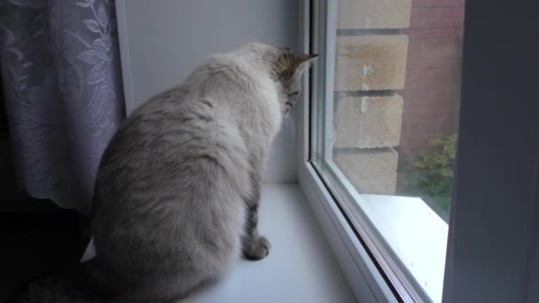 Chat assis sur le rebord de la fenêtre et regarde par la fenêtre — Video