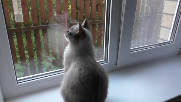 Gato se sienta en el alféizar de la ventana y mira por la ventana — Vídeos de Stock