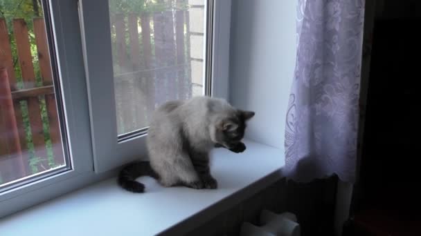 Gato senta-se no parapeito da janela e olha para fora da janela — Vídeo de Stock
