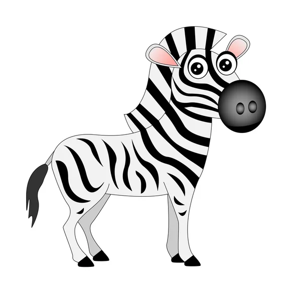 Divertente zebra su sfondo bianco — Vettoriale Stock