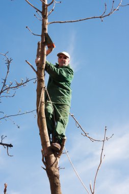 Adam ağaç testereleri
