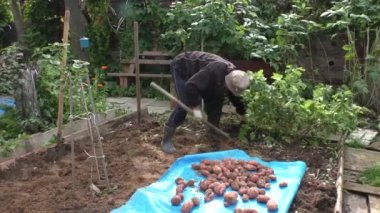 Adam bir patates digs