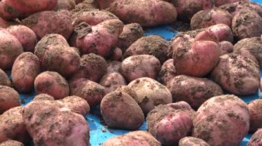 Patates dışarı kazdık