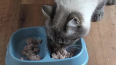 Tay kedi bir yem bir kase yiyor.