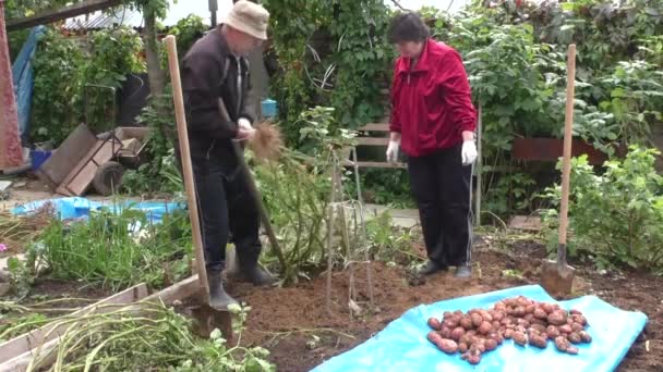 Casal casal cavar uma batata — Vídeo de Stock