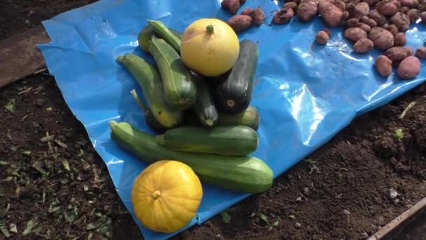 Vegetable marrows, pumpkin and potato — Stock Video