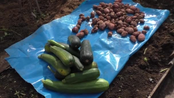 Vegetable marrows and potato — Stock Video