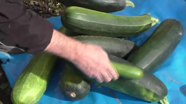 De man stapelt de gekweekt op plantaardige courgettes — Stockvideo