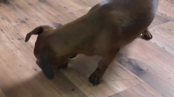 De kleine hond van het RAS het tarief eet botten — Stockvideo