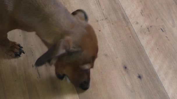 De kleine hond van het RAS het tarief eet botten — Stockvideo