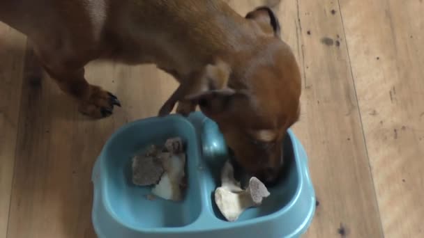 O pequeno cão da raça a tarifa come ossos em um boliche — Vídeo de Stock