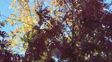 Parlak güzel Rowan ağaçlar