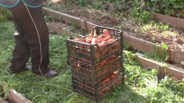 The woman puts boxes with the carrots — Stock Video