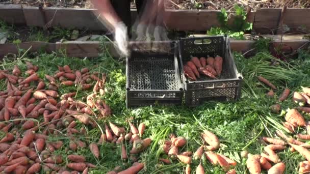 La mujer apila zanahorias — Vídeos de Stock