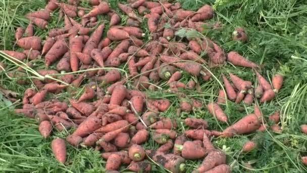 The grown up carrots — Stock Video