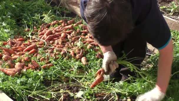 La donna rompe cime di vegetale da carote — Video Stock