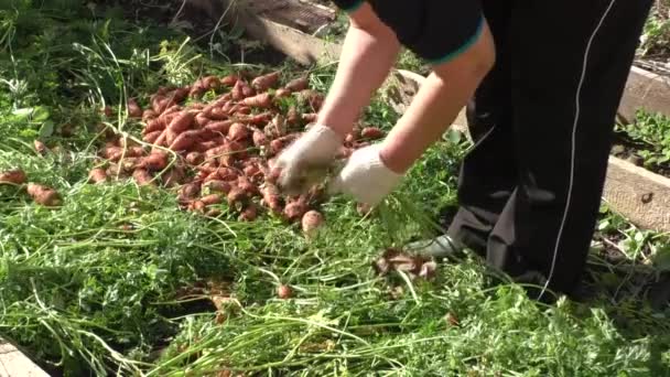 The woman breaks a tops of vegetable from carrots — Stock Video