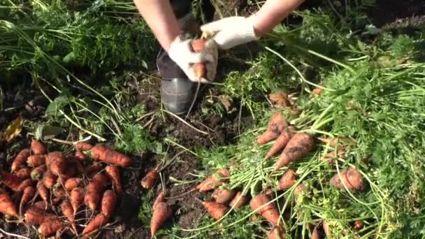 The woman breaks a tops of vegetable from carrots — Stock Video
