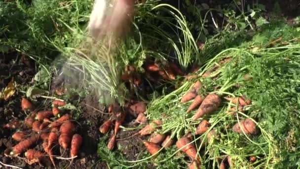 Женщина ломает верхушки овощей из моркови — стоковое видео