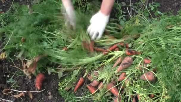 La mujer rompe la parte superior de hortalizas de las zanahorias — Vídeo de stock