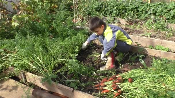 Хлопчик очищає моркву — стокове відео