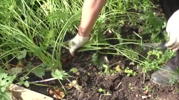 La mujer limpia zanahorias — Vídeos de Stock