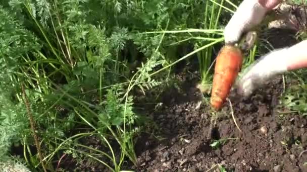 La femme nettoie les carottes 