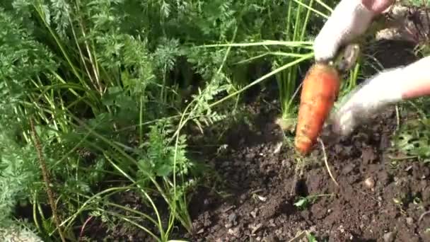 The woman cleans carrots — Stock Video