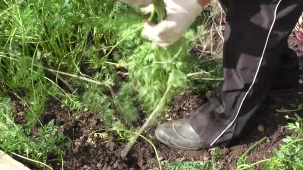 La femme nettoie les carottes 
