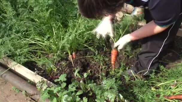 La mujer limpia zanahorias — Vídeos de Stock