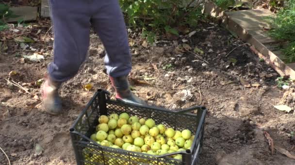 O menino recolhe maçãs — Vídeo de Stock