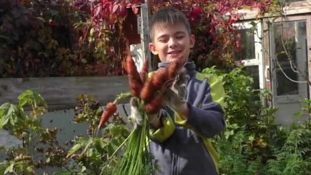 O menino mostra uma colheita de cenouras — Vídeo de Stock