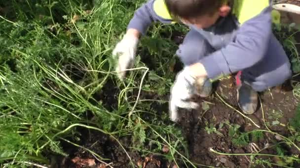 The boy cleans carrots — Stock Video