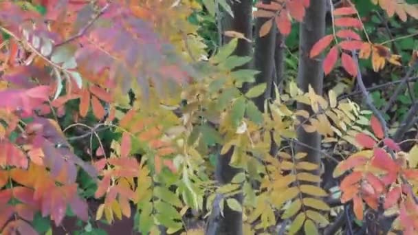 Beaux arbres Rowan lumineux — Video