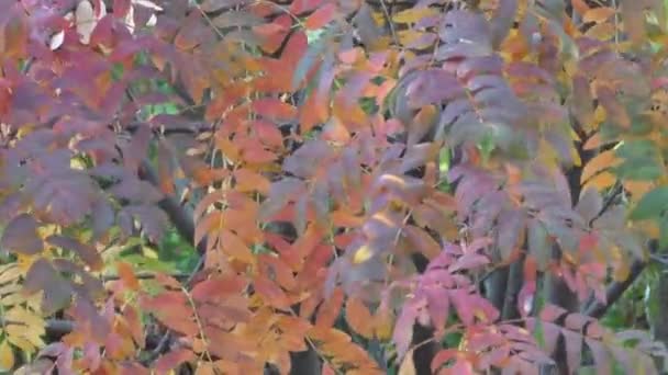 Hermosos árboles brillantes de Rowan — Vídeo de stock