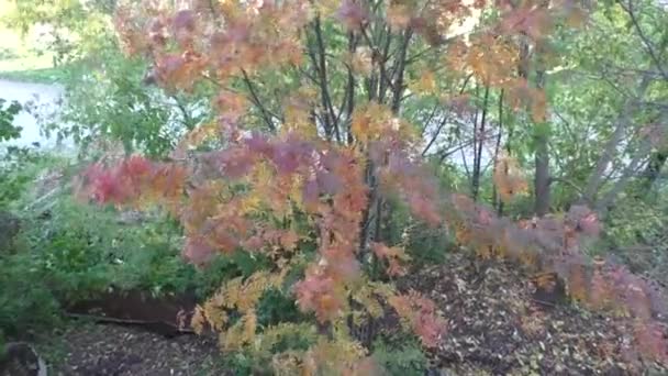 Hermosos árboles brillantes de Rowan — Vídeos de Stock