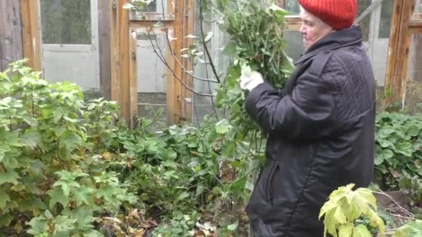 Γυναίκα που εργάζεται στον κήπο — Αρχείο Βίντεο