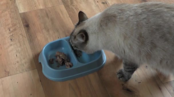 The cat eats a forage — Stock Video