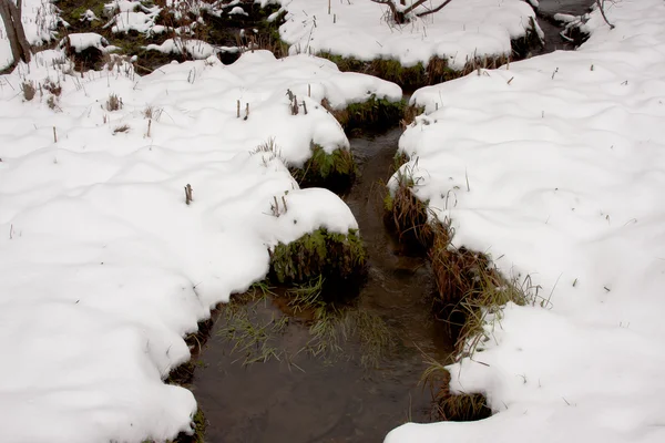 Streamlet en un bosque de invierno — Foto de Stock