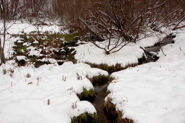 Streamlet em uma madeira de inverno — Fotografia de Stock