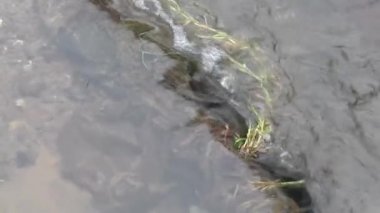 Ormanın içinde dere akar