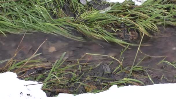 Small streamlet in  wood — Stock Video