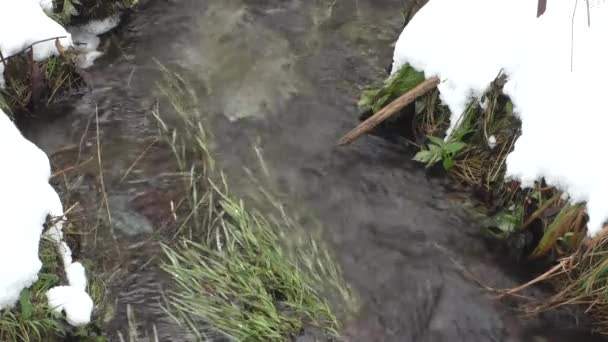 Pequeno streamlet em madeira — Vídeo de Stock