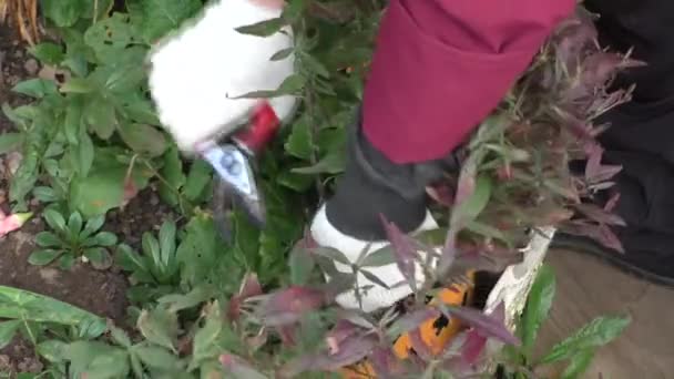 Preparando canteiros de flores para o inverno — Vídeo de Stock