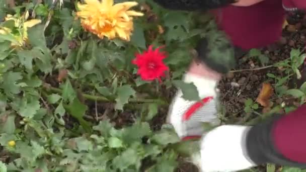 Preparando canteiros de flores para o inverno — Vídeo de Stock