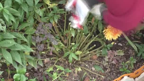 为冬天做准备的花坛 — 图库视频影像