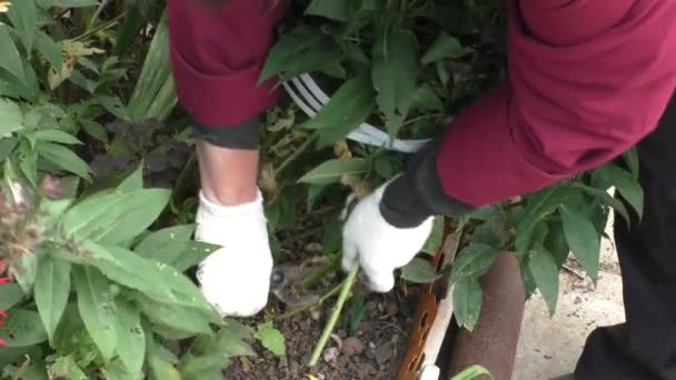 Preparar macizos de flores para el invierno — Vídeos de Stock